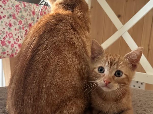 Ginger Kittens - Main image