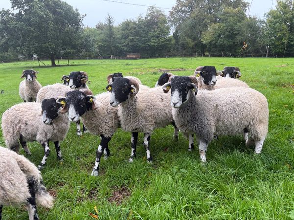 Swaledale Rams lambs - Main image