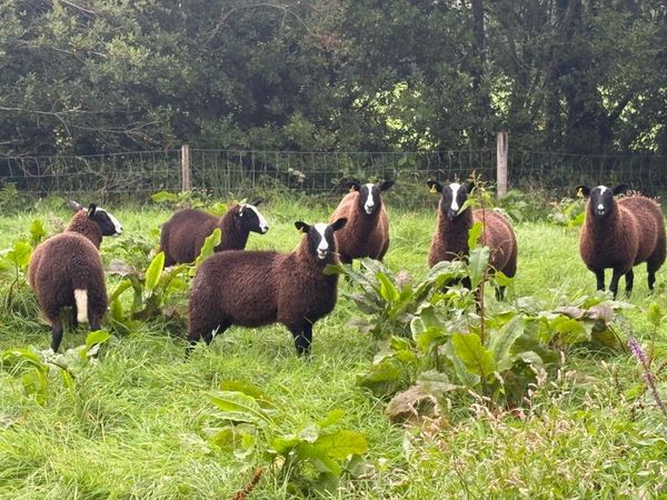 Pure bred Zwartbles ewe lambs - Main image