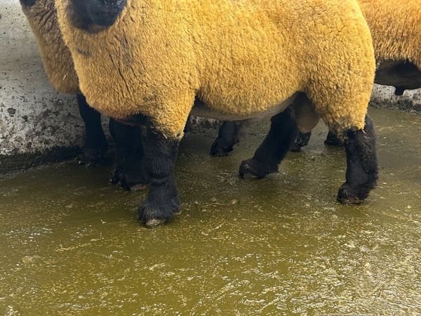Suffolk Ram lambs - Main image