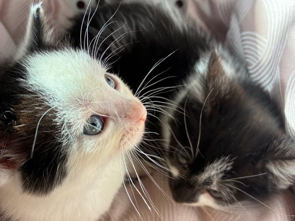 Kittens - Main image