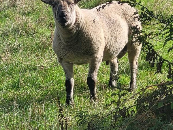 Rams - Main image
