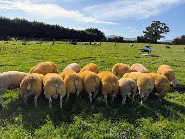 Pedigree Texel rams - Main image