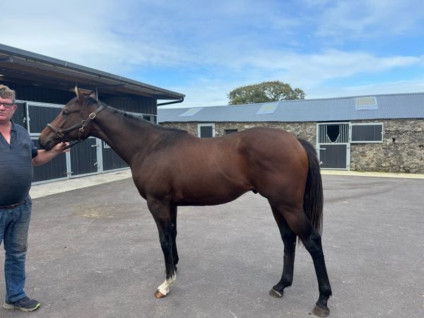 Yearling Colt - broken & riding - Main image
