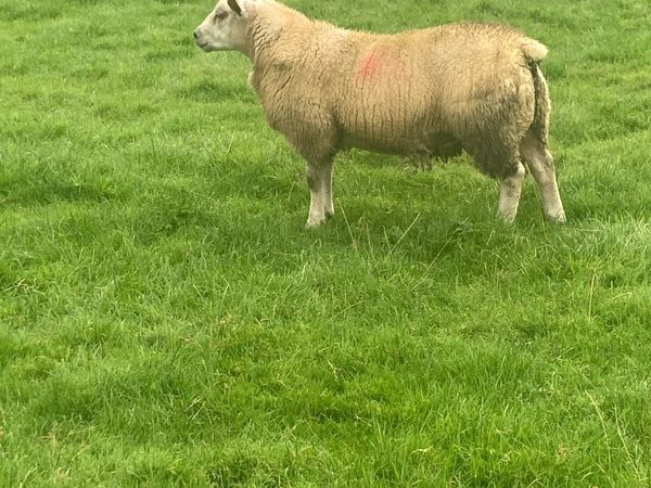 Chartex ram Lamb75+kg and pedigree texel ram lamb - Main image