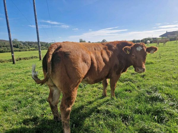 Breeding Heifers - Main image