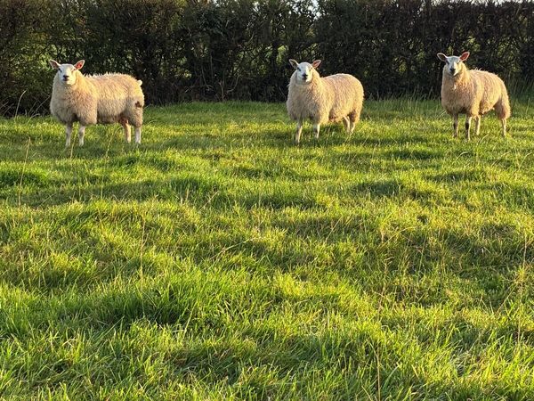 10 Ewe Lambs - Main image