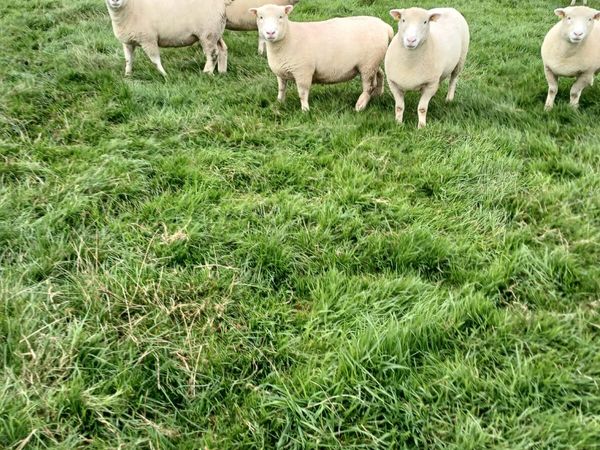 Dorset Hoggets pbr - Main image