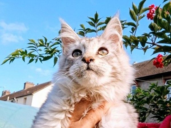 Maine Coon kitten - Main image