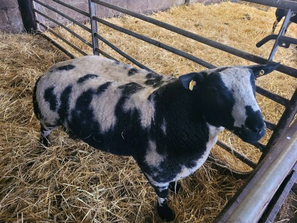Pedigree Registered SIS Dutch Spotted Ram Lambs - Main image