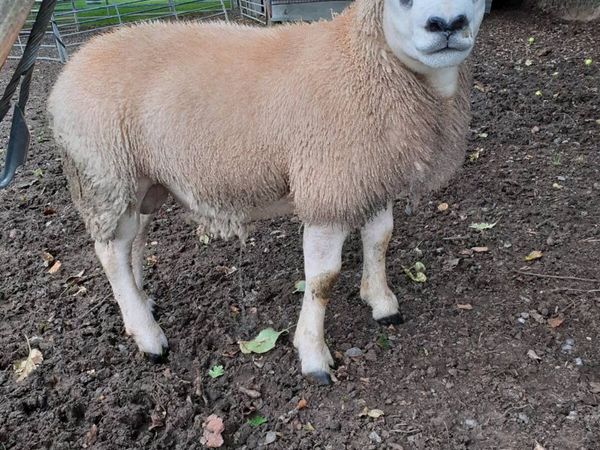 6 Ram Lambs all PBR Texel - Main image