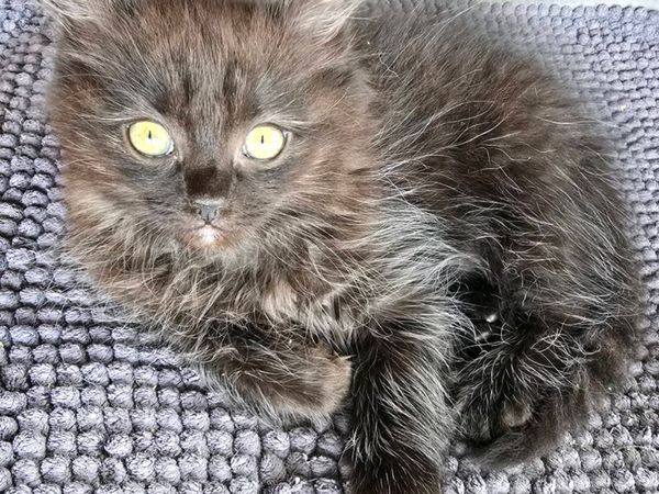 Siberian kittens - Main image
