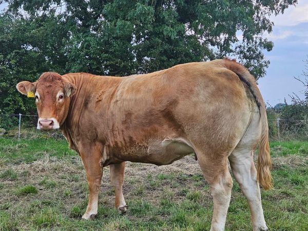 ⭐️In-Calf heifers Balla mart 26th September⭐️ - Main image