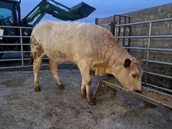 Lovely breeding  limousin heifer - Main image