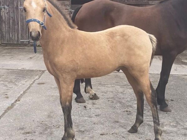 Fear Beag bui mare & sports pony foal - Main image