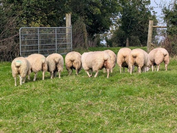 Belclare ewes lambs - Main image