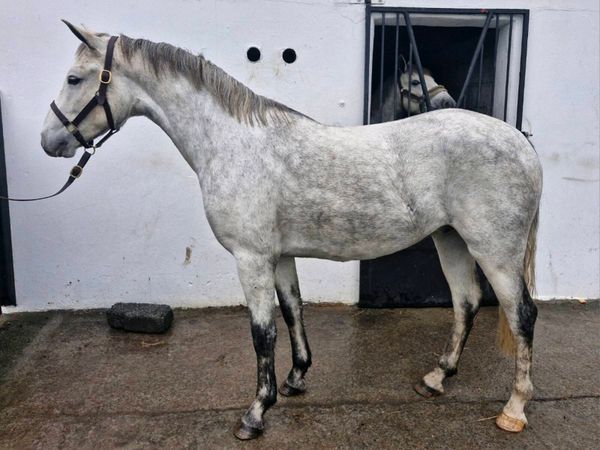 Connemara gelding - Main image