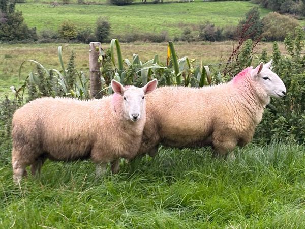 Pure bred cheviot ram lambs - Main image