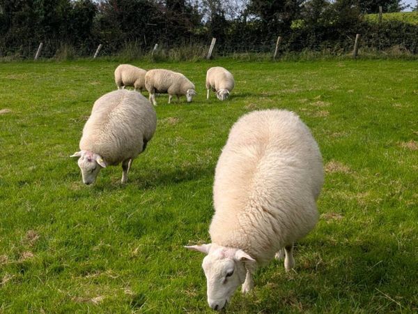 Belclare Pedigree Rams - ( SIS Eligible ✅) 5🌟 - Main image