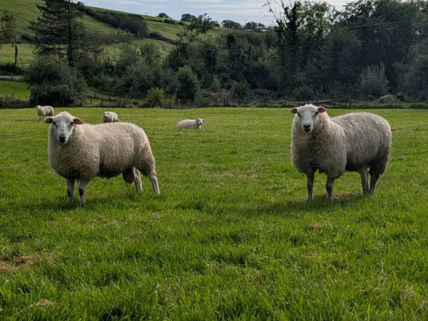 Belclare Pedigree Rams - ( SIS Eligible ✅) 5🌟 - Main image