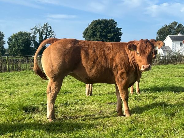 Exceptional Pedigree Limousin weanling heifers - Main image