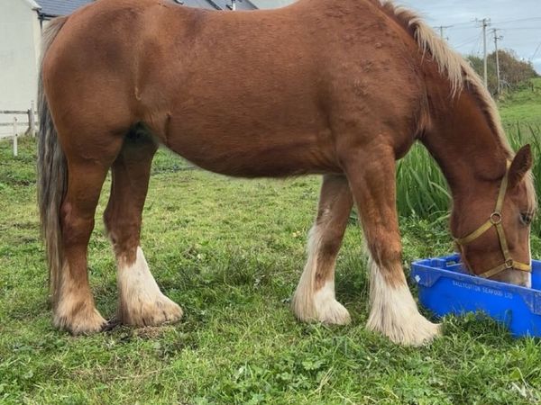 Horse for Sale - Main image