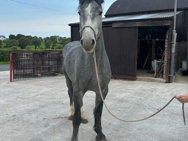 4 year old draft gelding - Main image