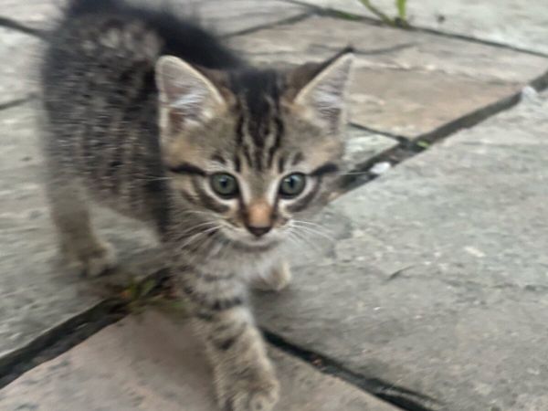 Kittens - Main image