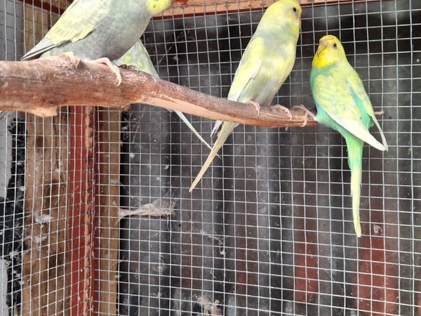 Budgies - Main image
