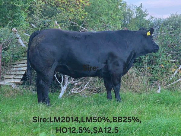 In Calf Heifers. - Main image