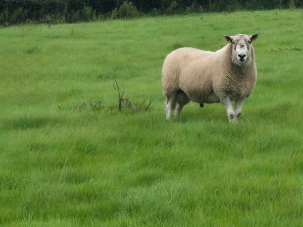 Ewe Lambs - Main image