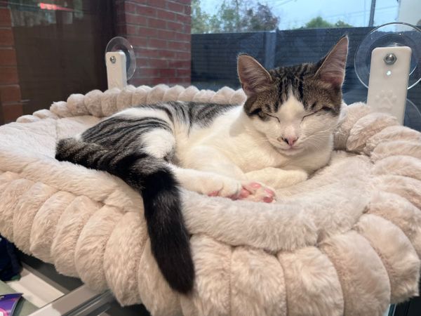 Kitten for Adoption - Main image