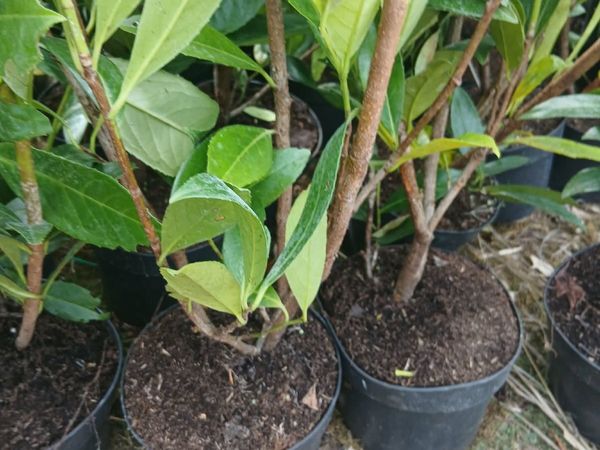 Potted Laurel Hedging €4 - Main image