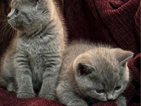 Blue British Shorthair - Main image