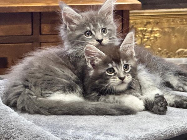 Maine coon kittens (only 3 unreserved) - Main image