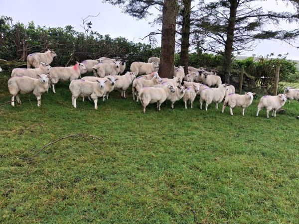 Ewe Lambs - Main image