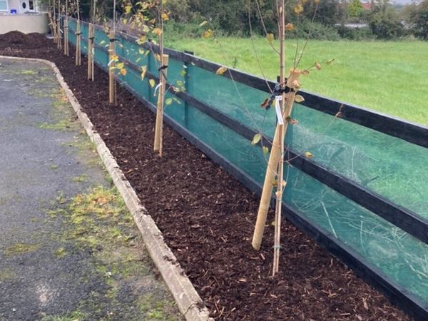 Windbreaker netting for hedge protection - Main image