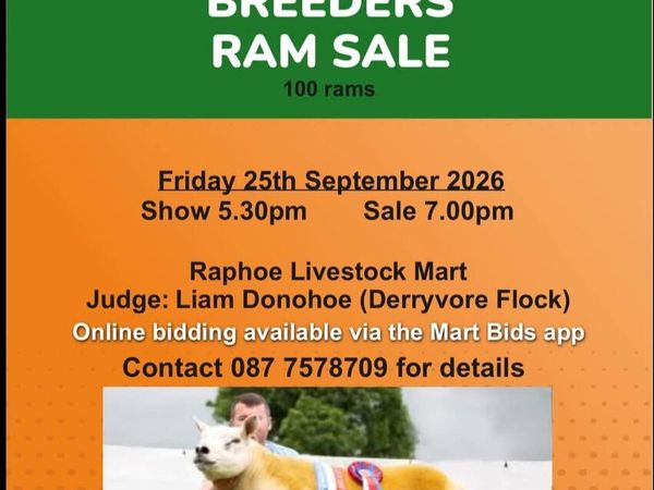 DONEGAL TEXEL BREEDERS 2ND SALE 25TH SEPTEMBER 7PM - Main image
