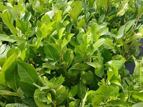 Large 3.5 feet Laurel - Bushy plants €10 - Main image