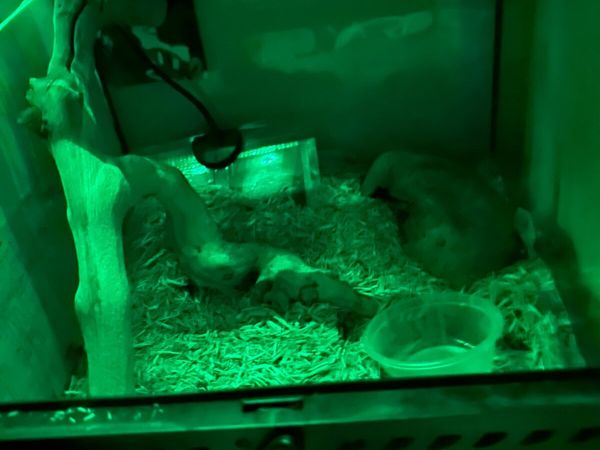 Corn snake - Main image