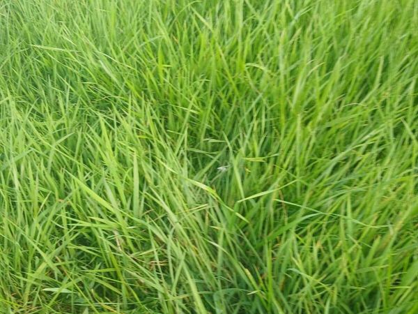 Grass ready to cut. - Main image