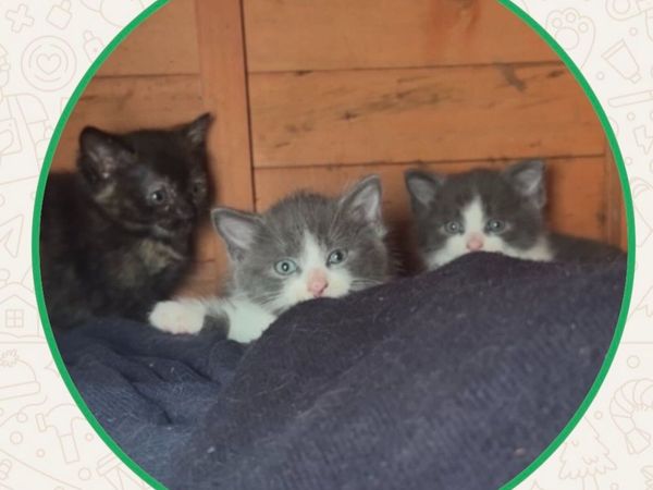 Kittens - Main image