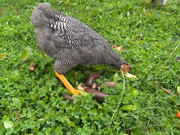 Roosters - Main image