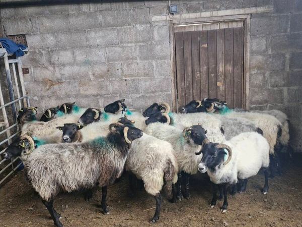 Ewes - Main image