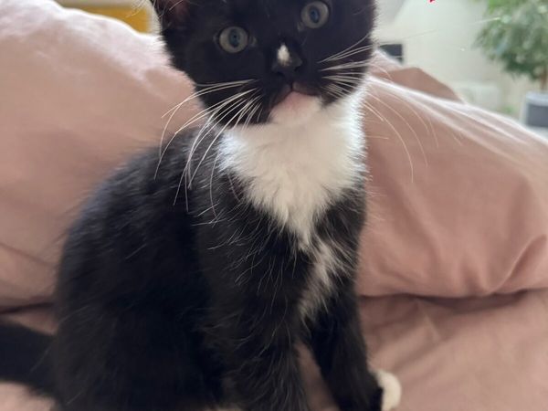 Ragdoll cross female kittens looking for home - Main image