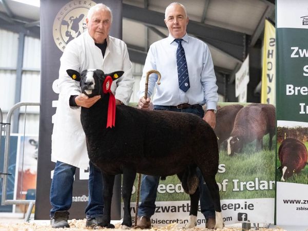 Zwartbles Hogget Ram - Main image