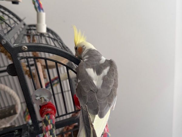 Cockatiel - Main image