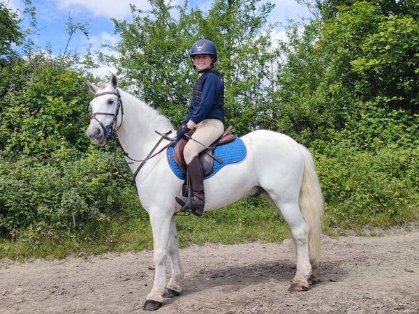 Prince 13.1hhs 2nd pony - Main image
