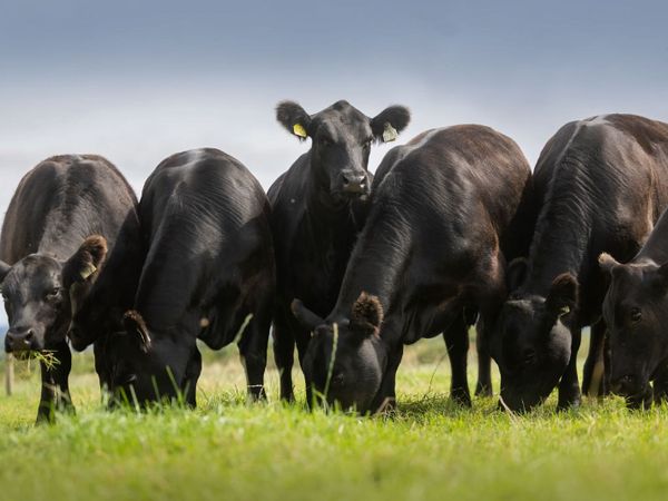 Goulding Angus Legacies Online Sale - Main image