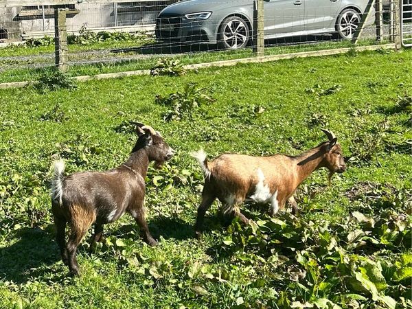 Pygmy goats - Main image